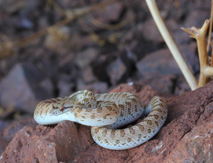 Desert Glossy Snake
